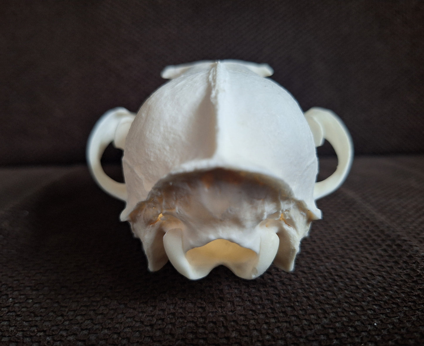 Fox skull #26
