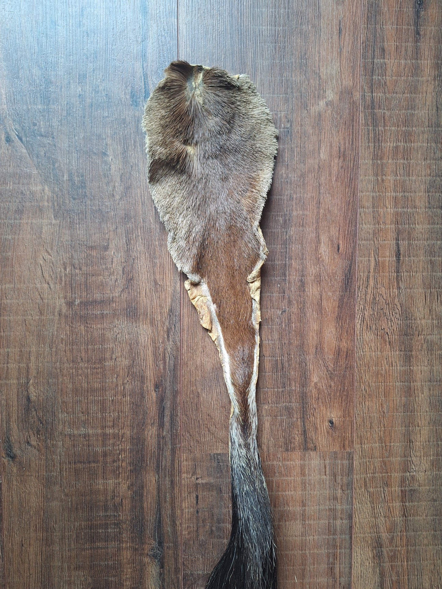 Gemsbok tail