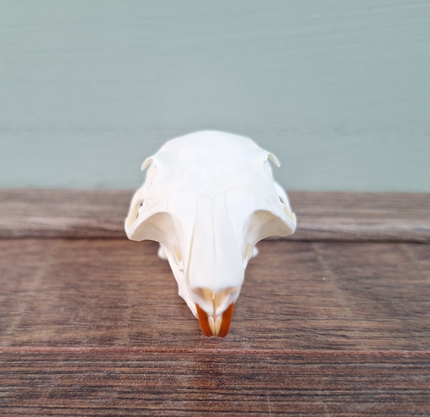 Gray squirrel skull