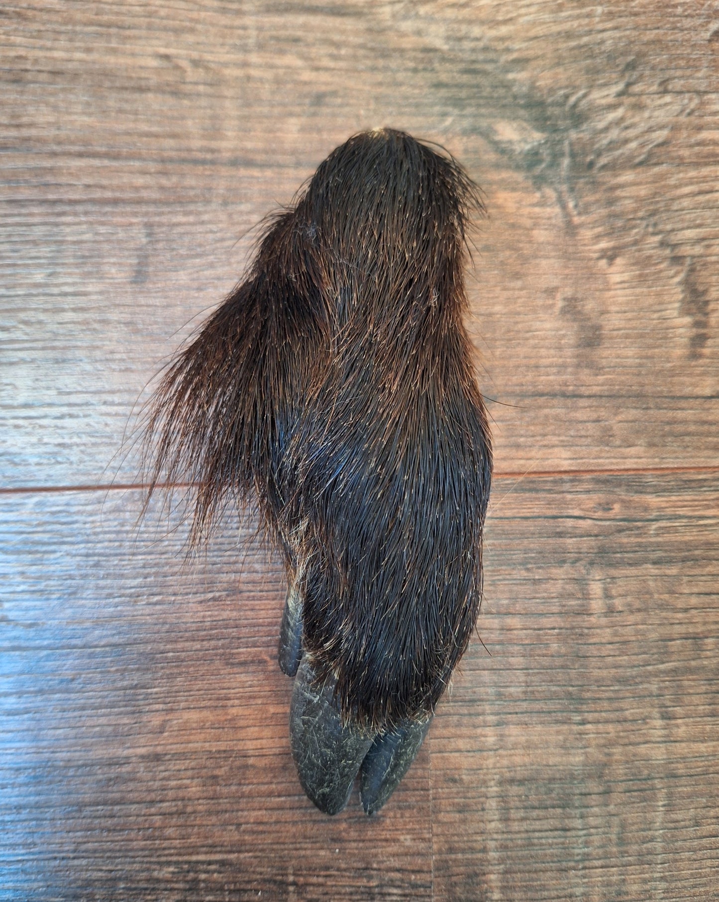 Wild boar lower legs