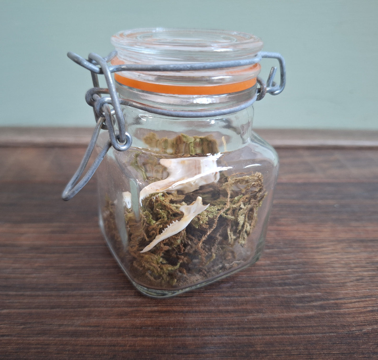 Mole skull in glass jar
