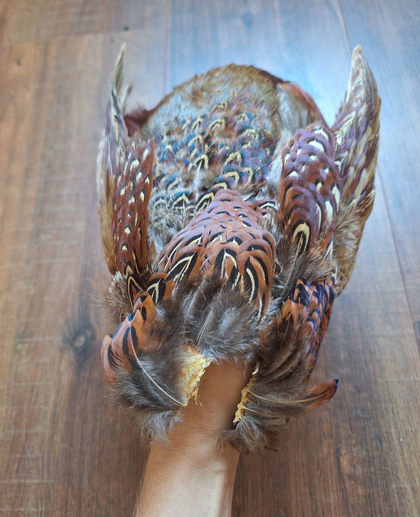 Pheasant skin
