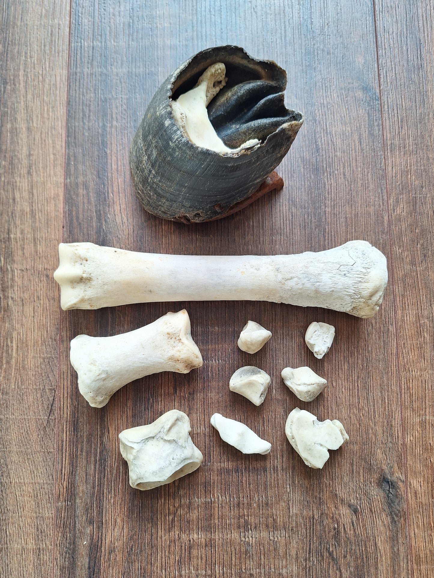 Horse lower leg bone sets