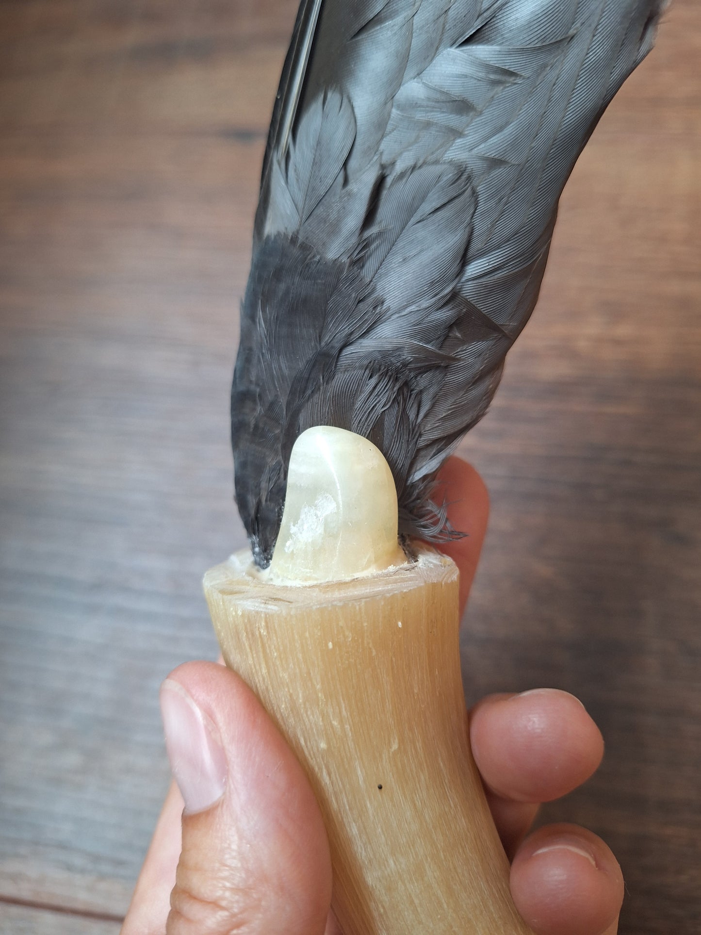 Bone feather fan Crow