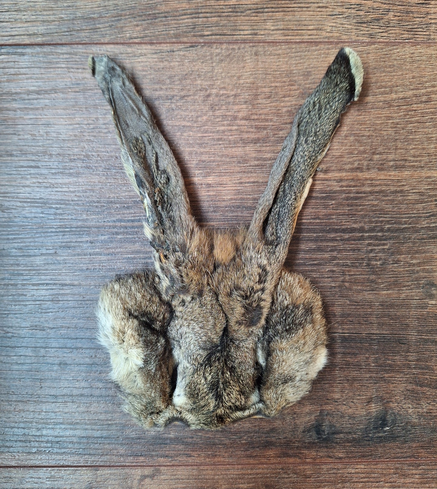 Hare head skins