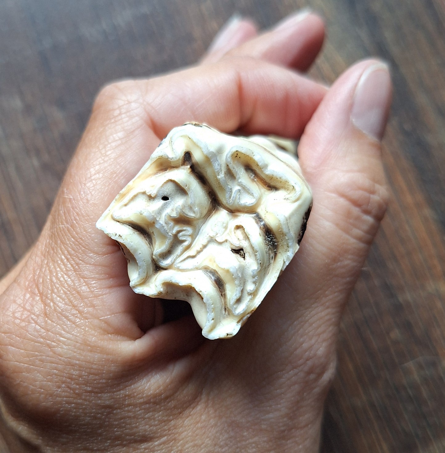 Cow tooth