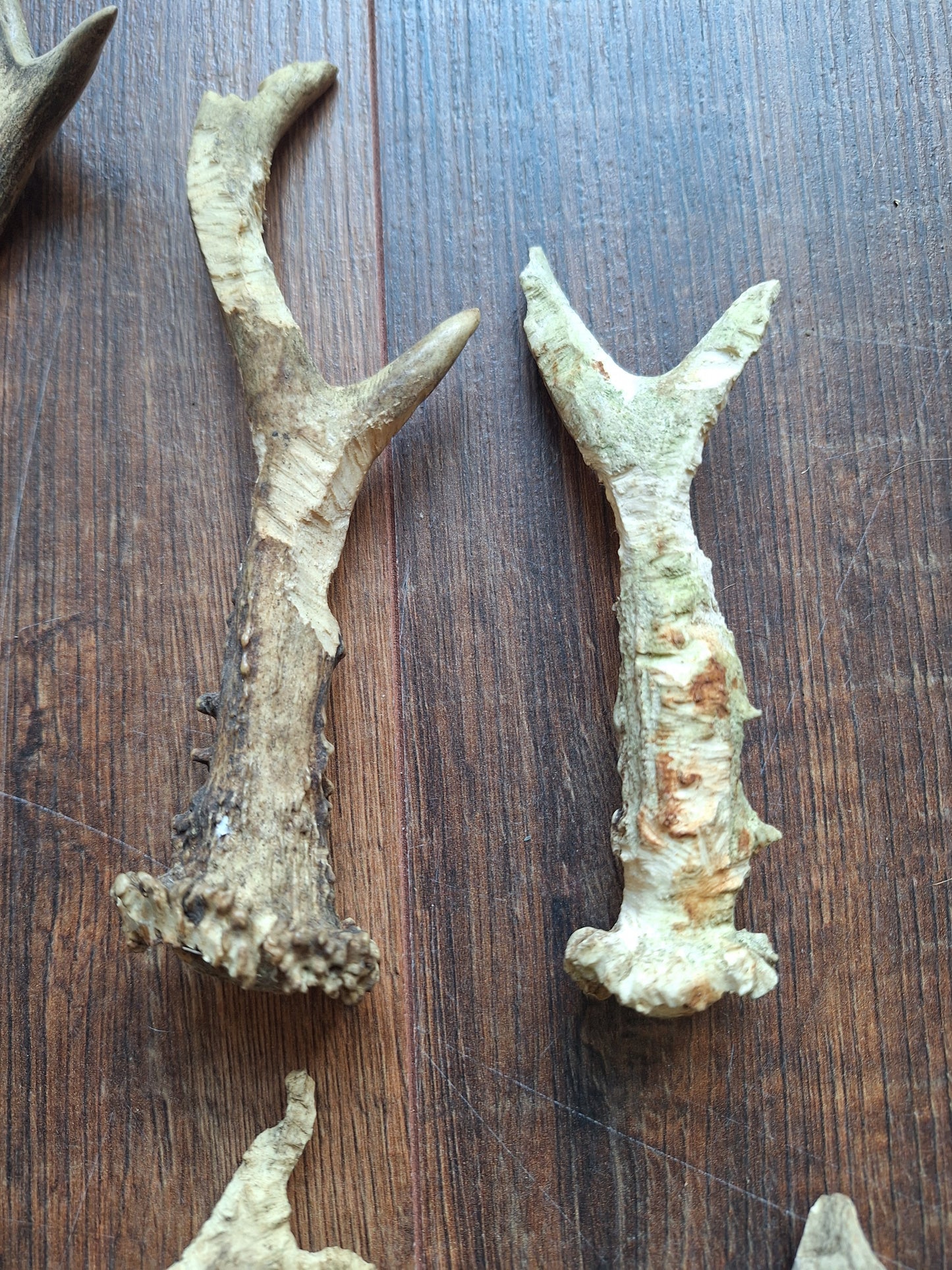 Roe deer antlers, B-quality, set of 11,