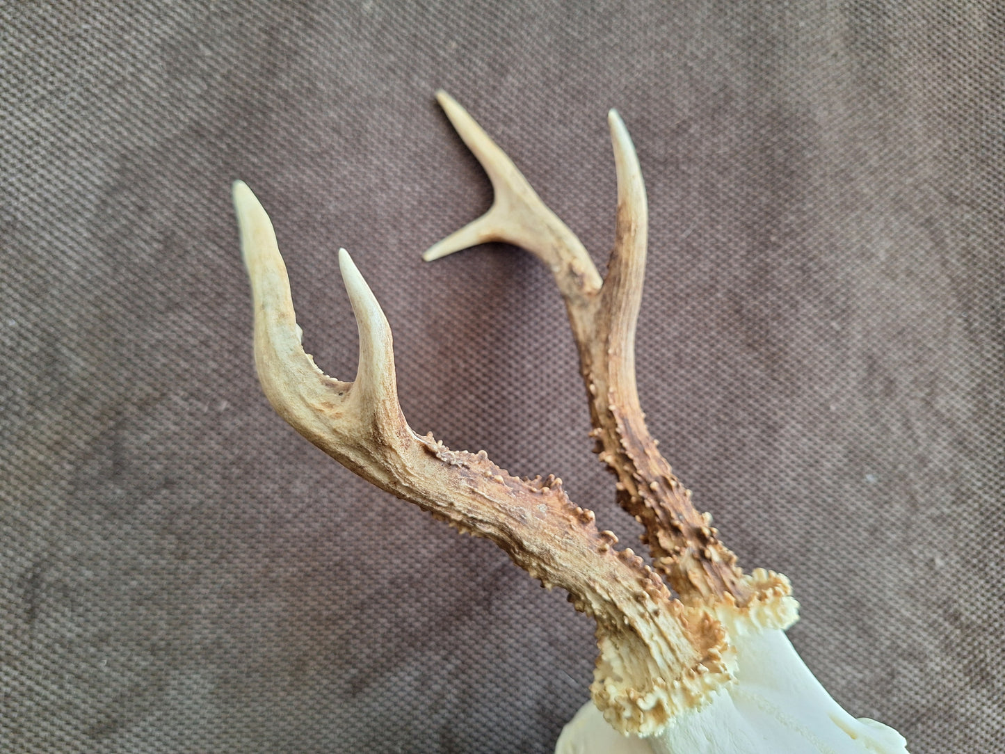 Roe buck skull #3
