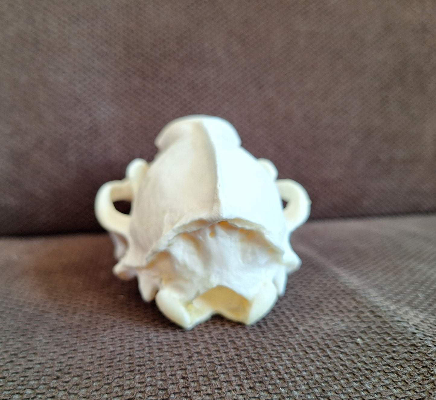 Badger skull #8