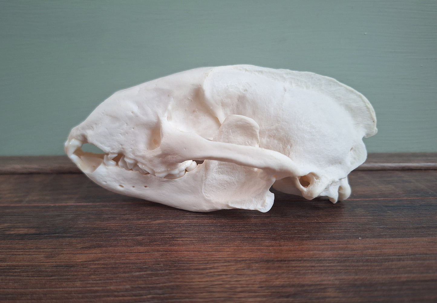 Badger skull #4, B-quality