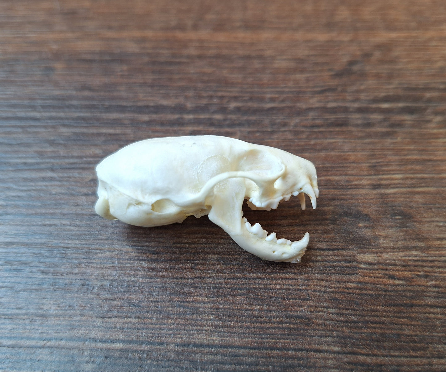 Stoat skull