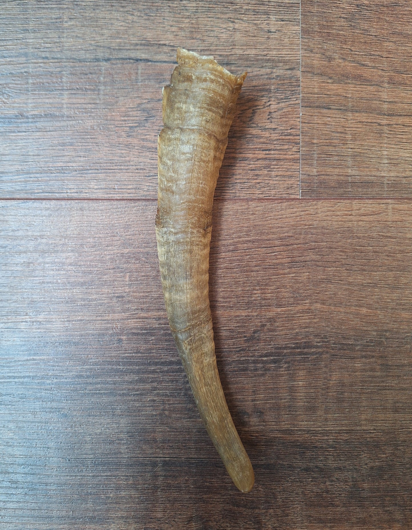 Sheep horns
