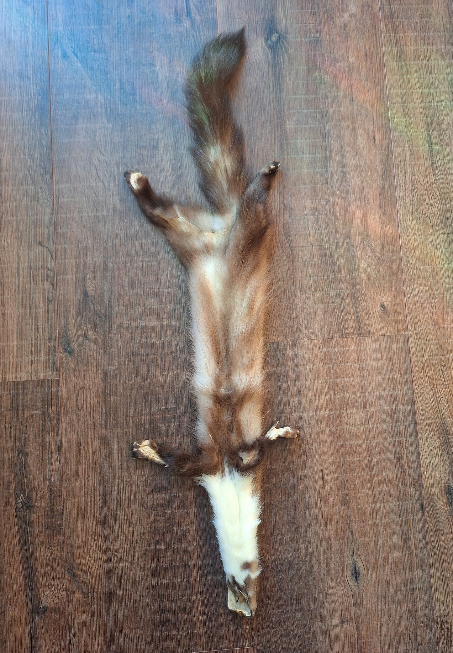 Stone marten hide #5