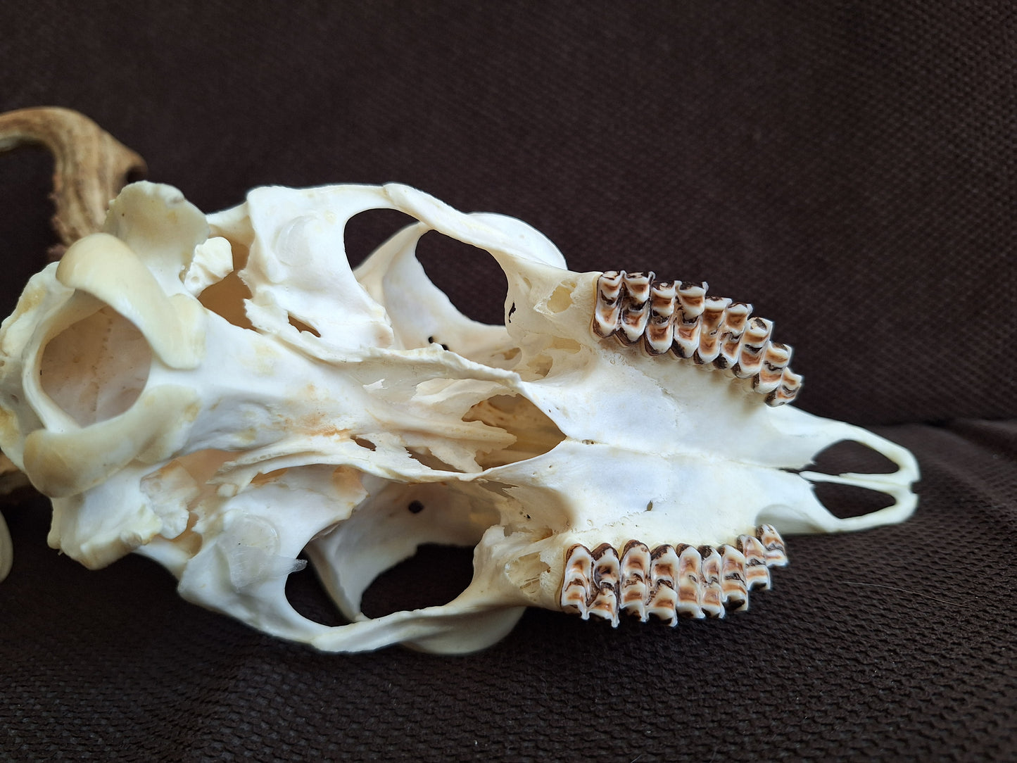 Roe buck skull #3