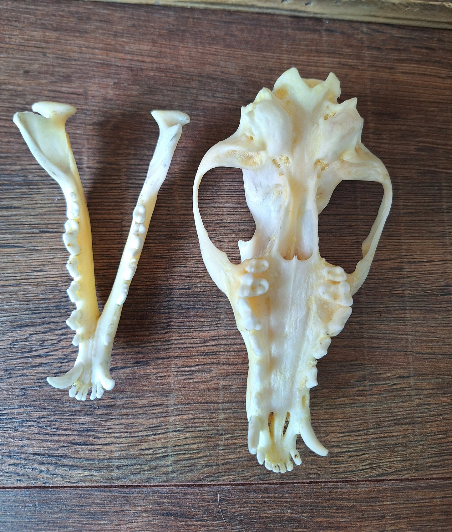 Fox skull #19