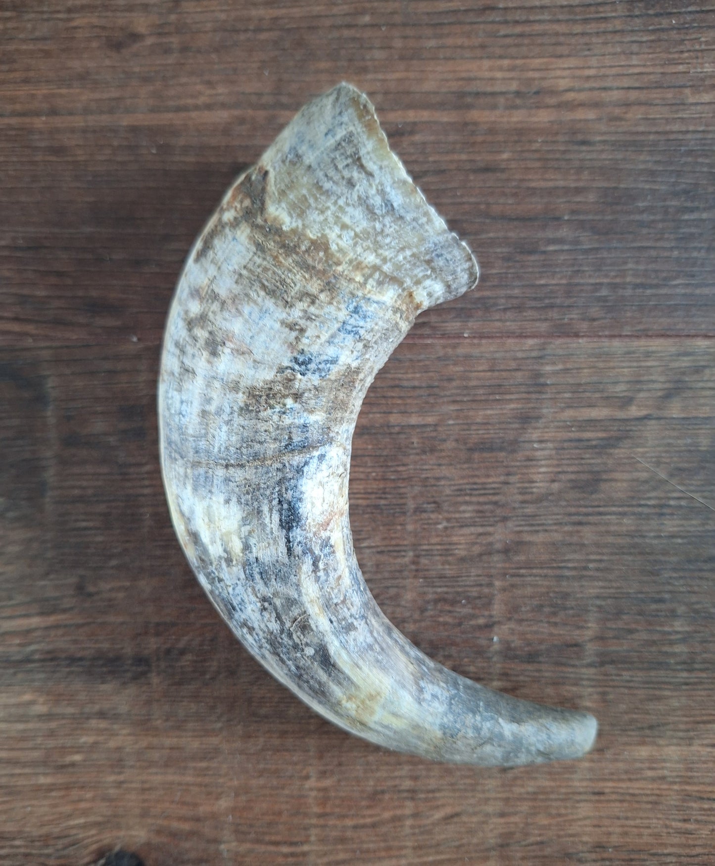 Cow horns