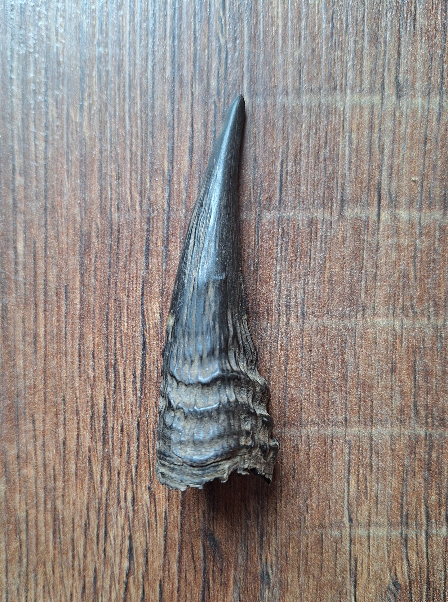 Oribi horns, single