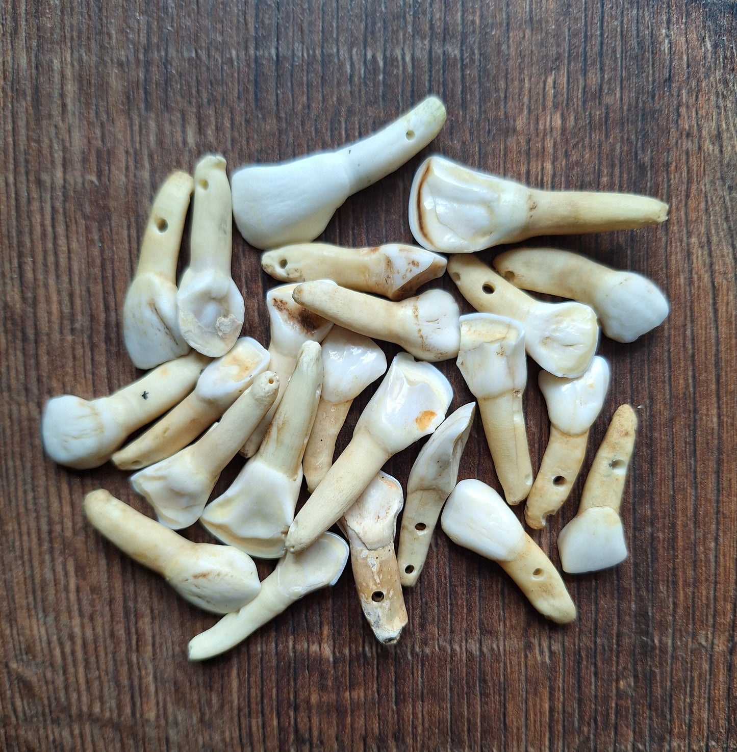 Cow teeth, B-quality