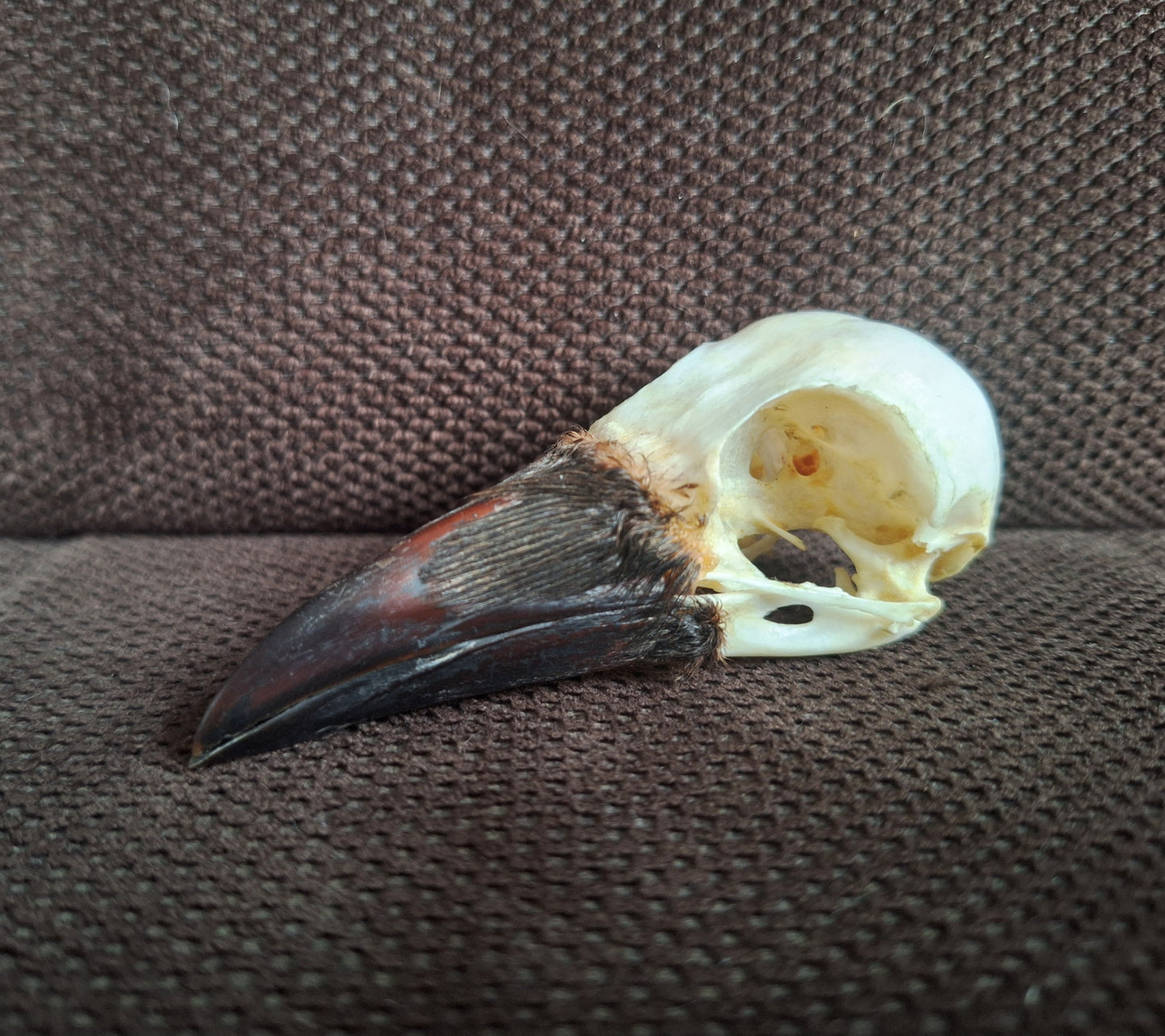 Crow skull #36