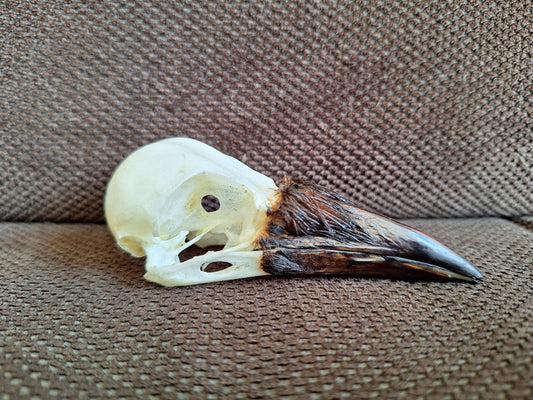 Crow skull #30