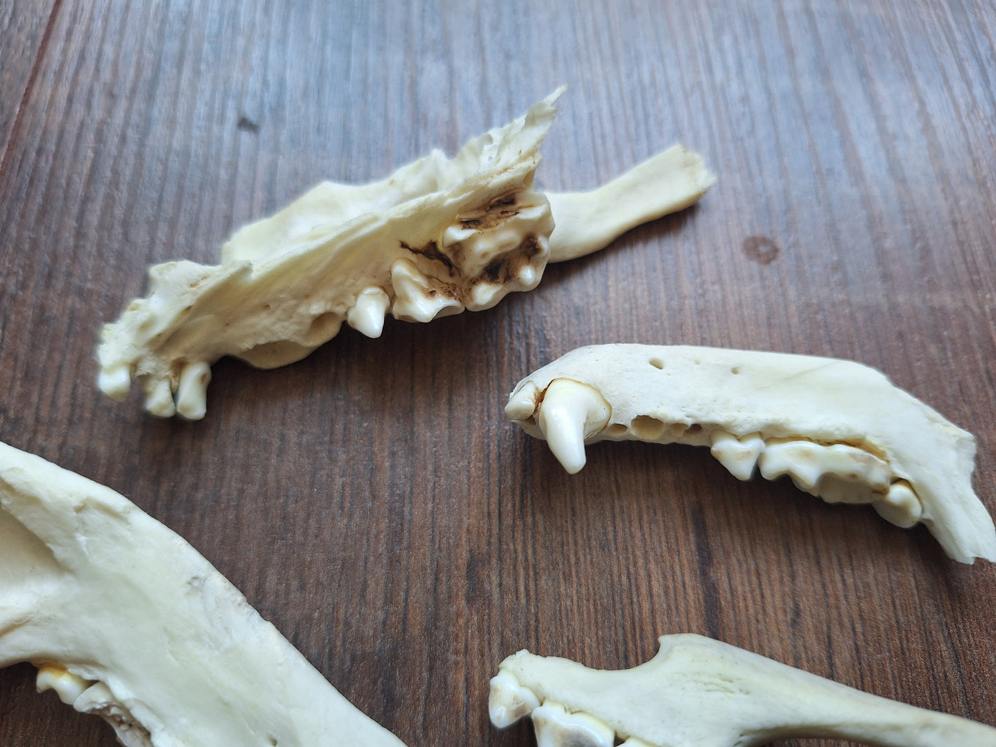 Badger jaw pieces, B-quality