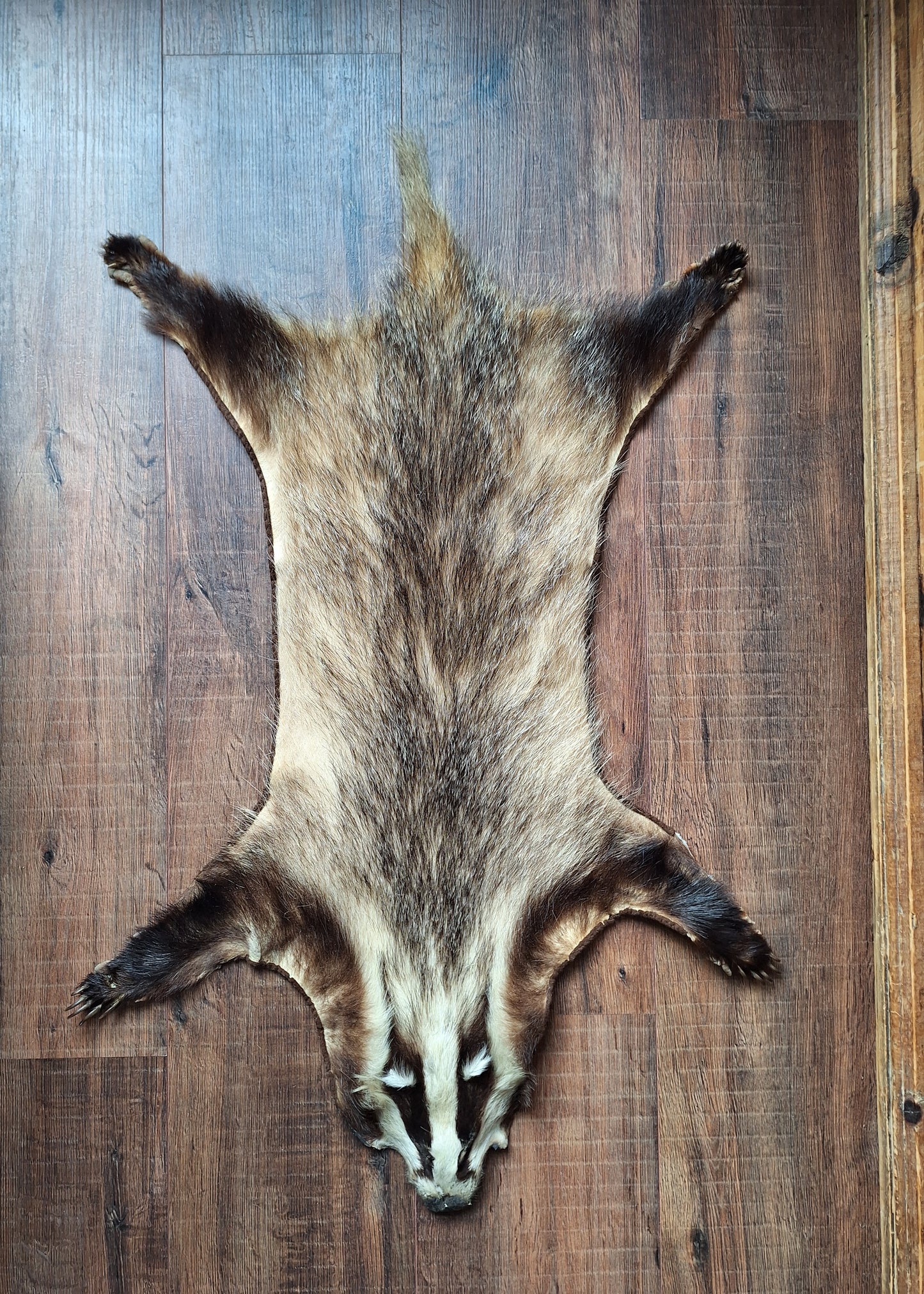 Badger hide #6