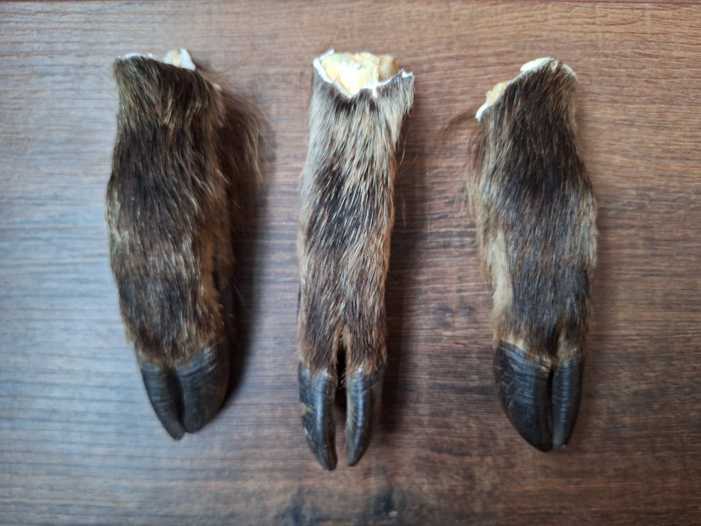 Wild boar lower legs