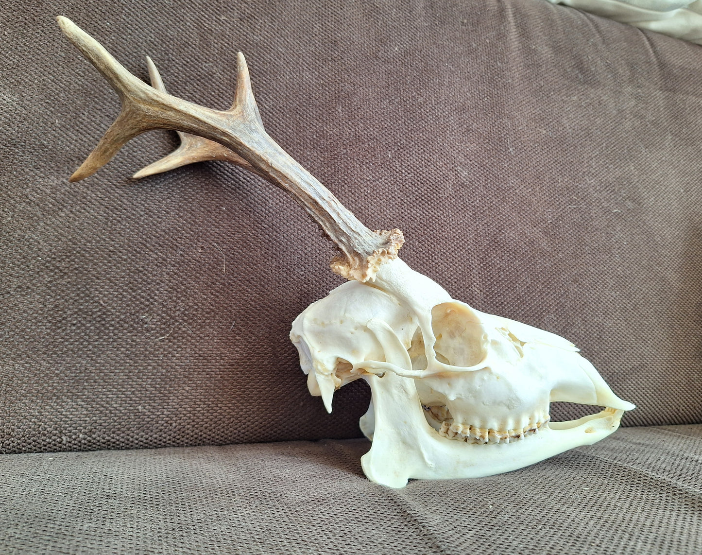 Roe buck skull #2