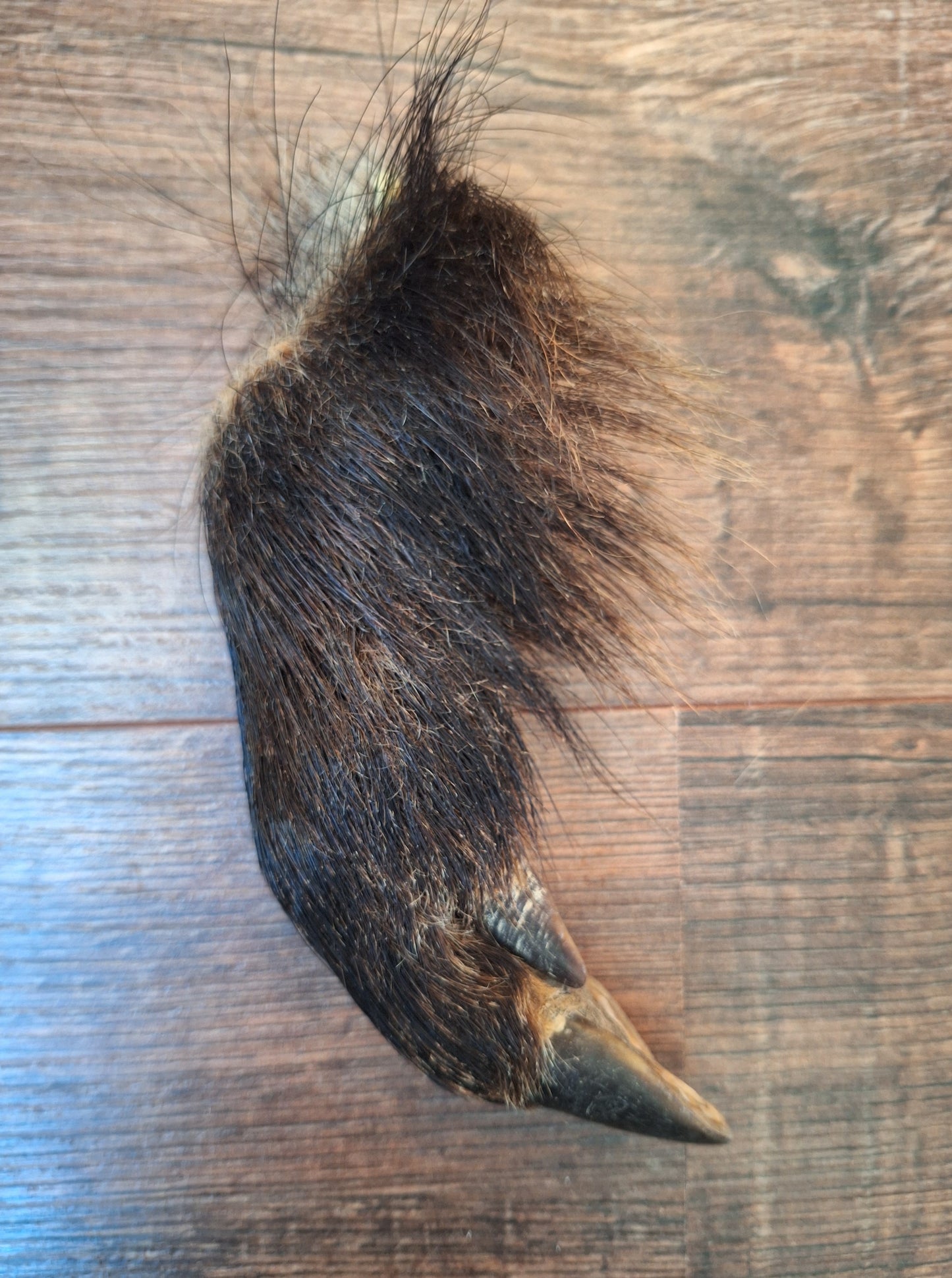 Wild boar lower legs