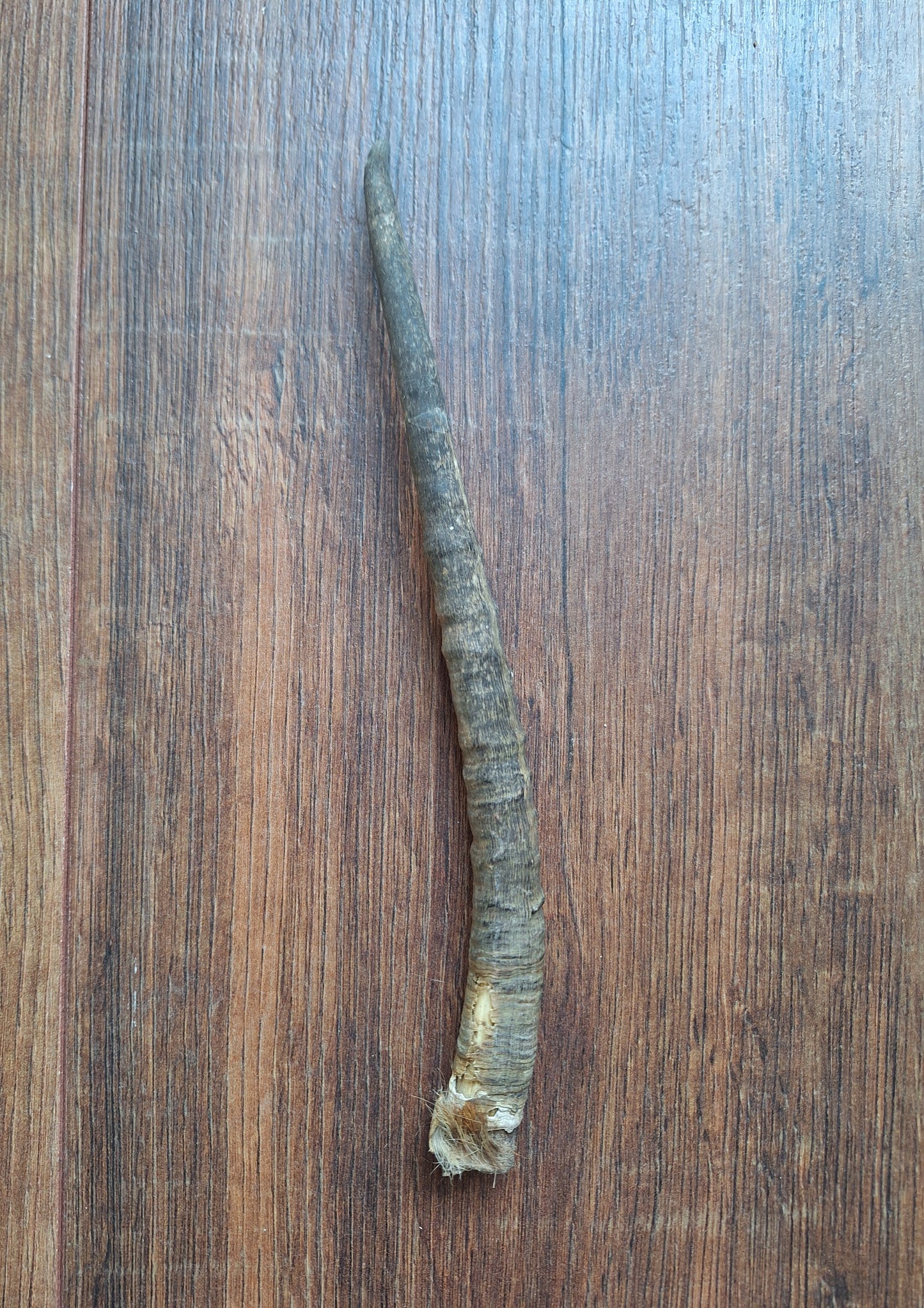 Dorcas gazelle horns, single