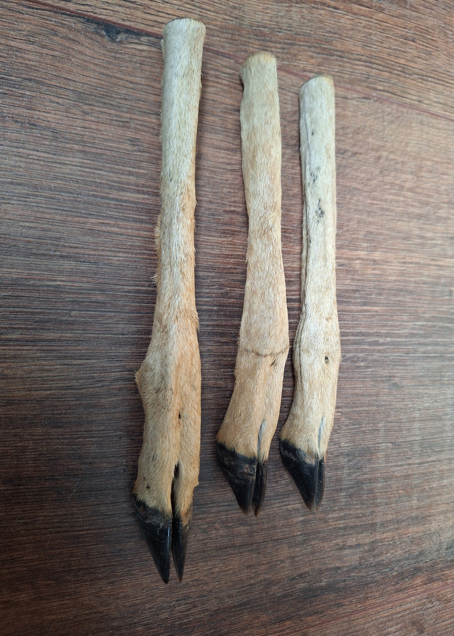 Vintage roe deer lower legs