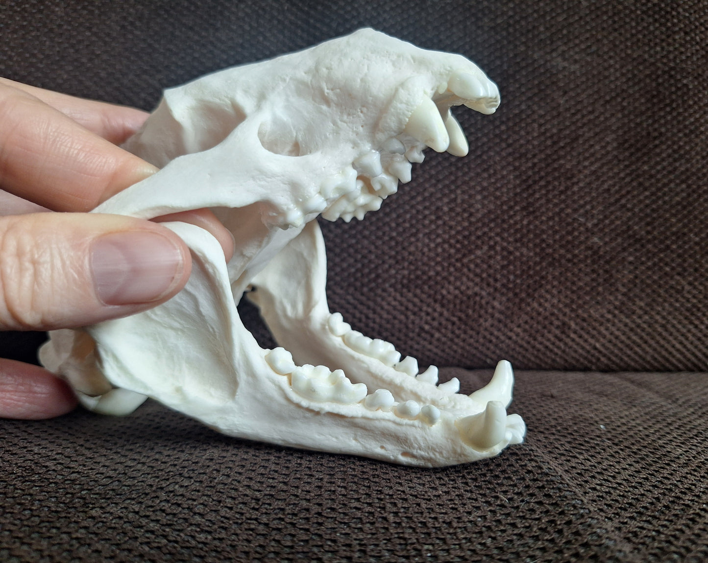Badger skull #6