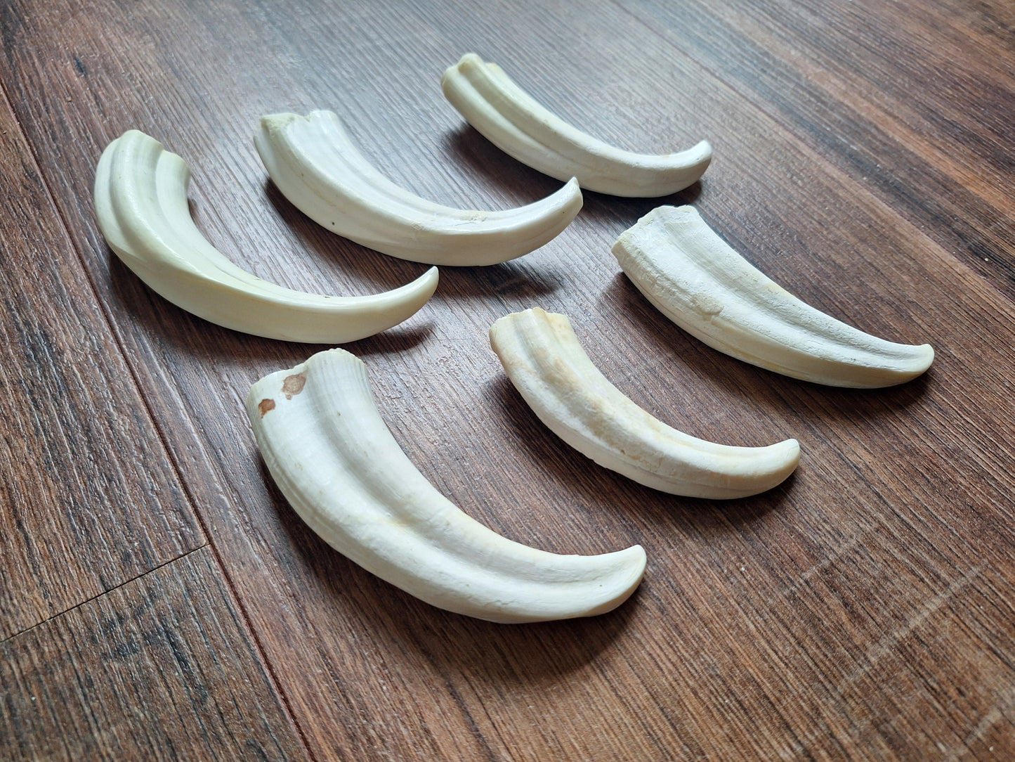 Wart hog tusks
