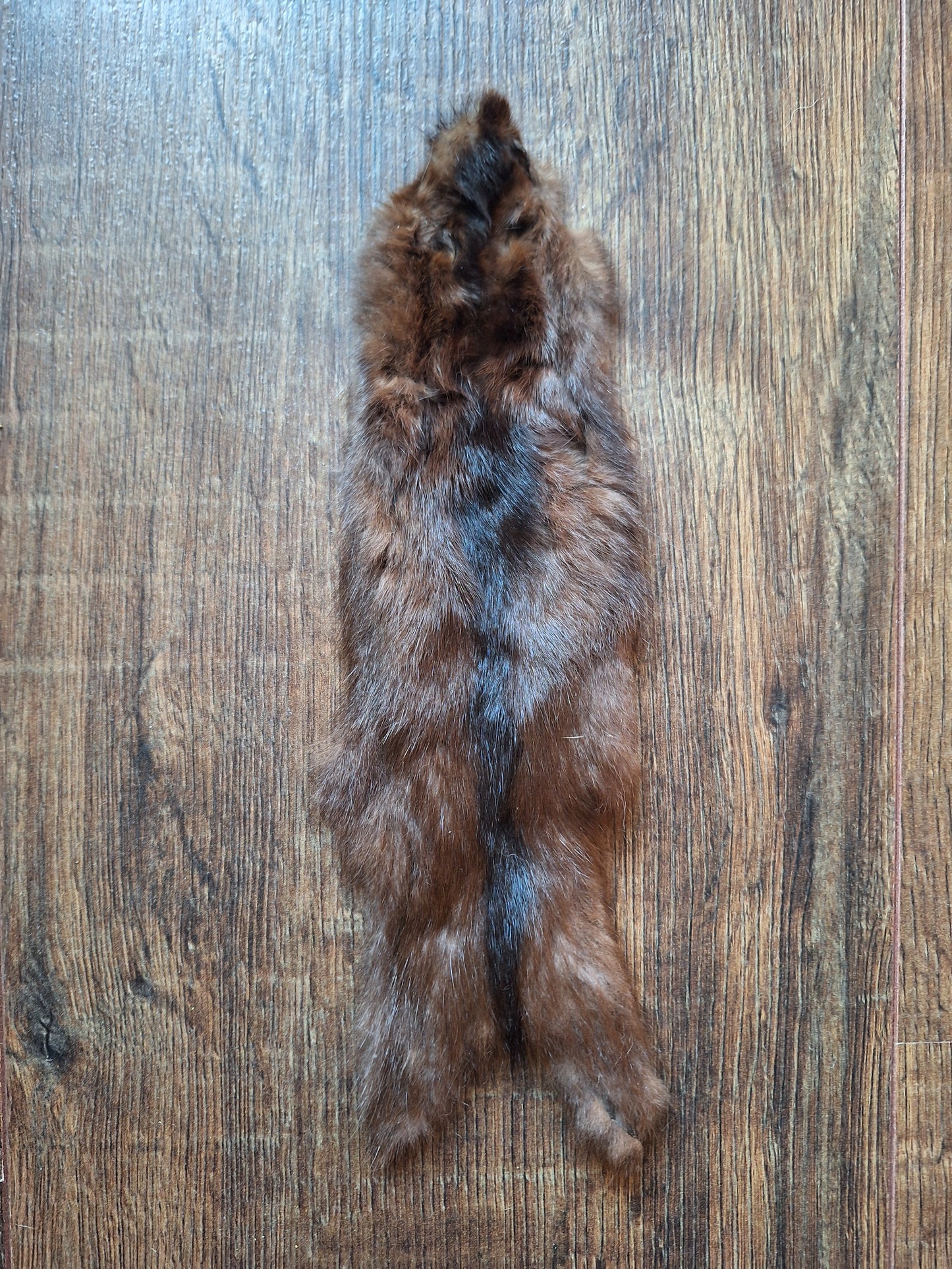 Squirrel hide #3