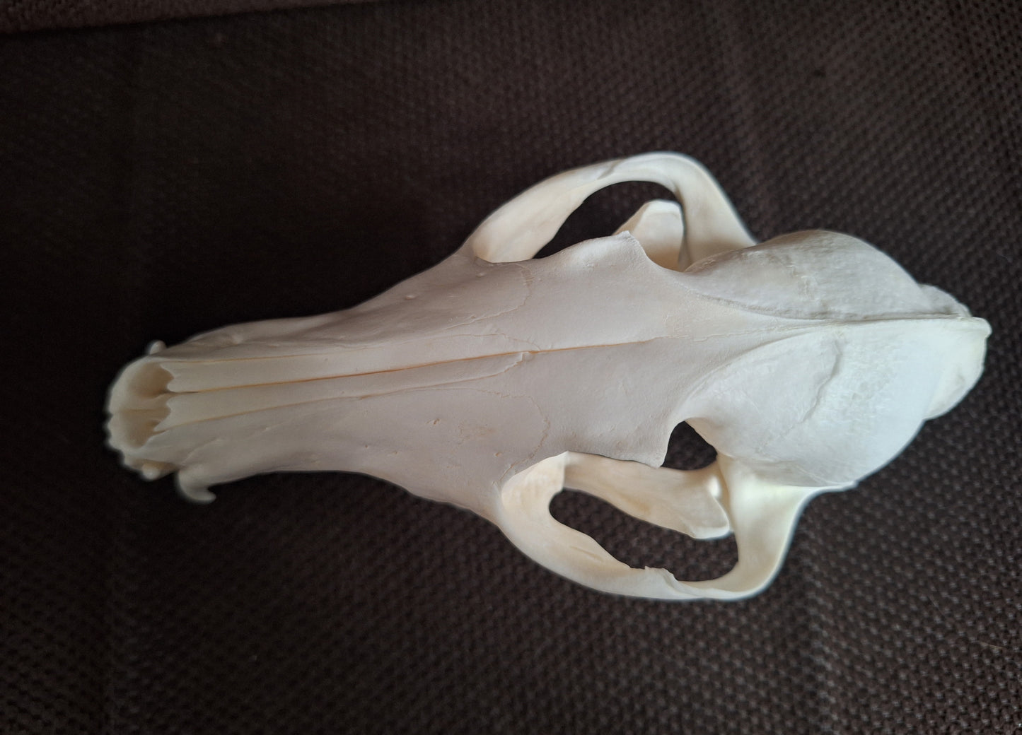 Fox skull #24