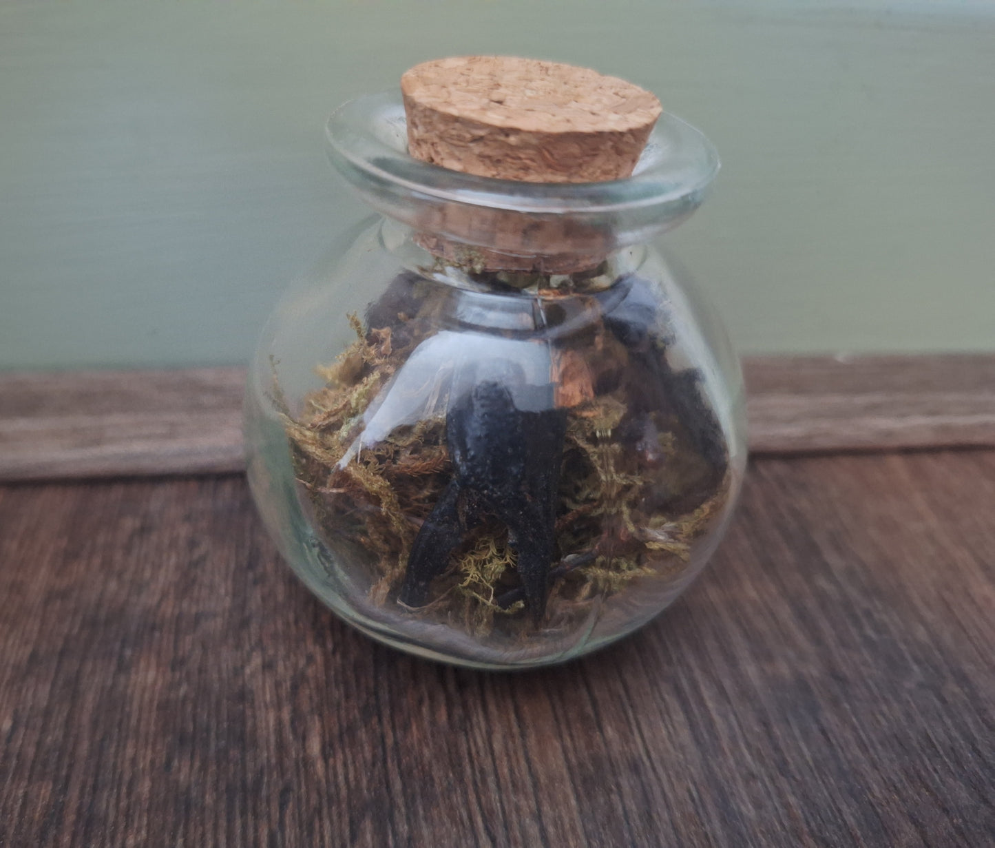 Scorpion claws in glass jar