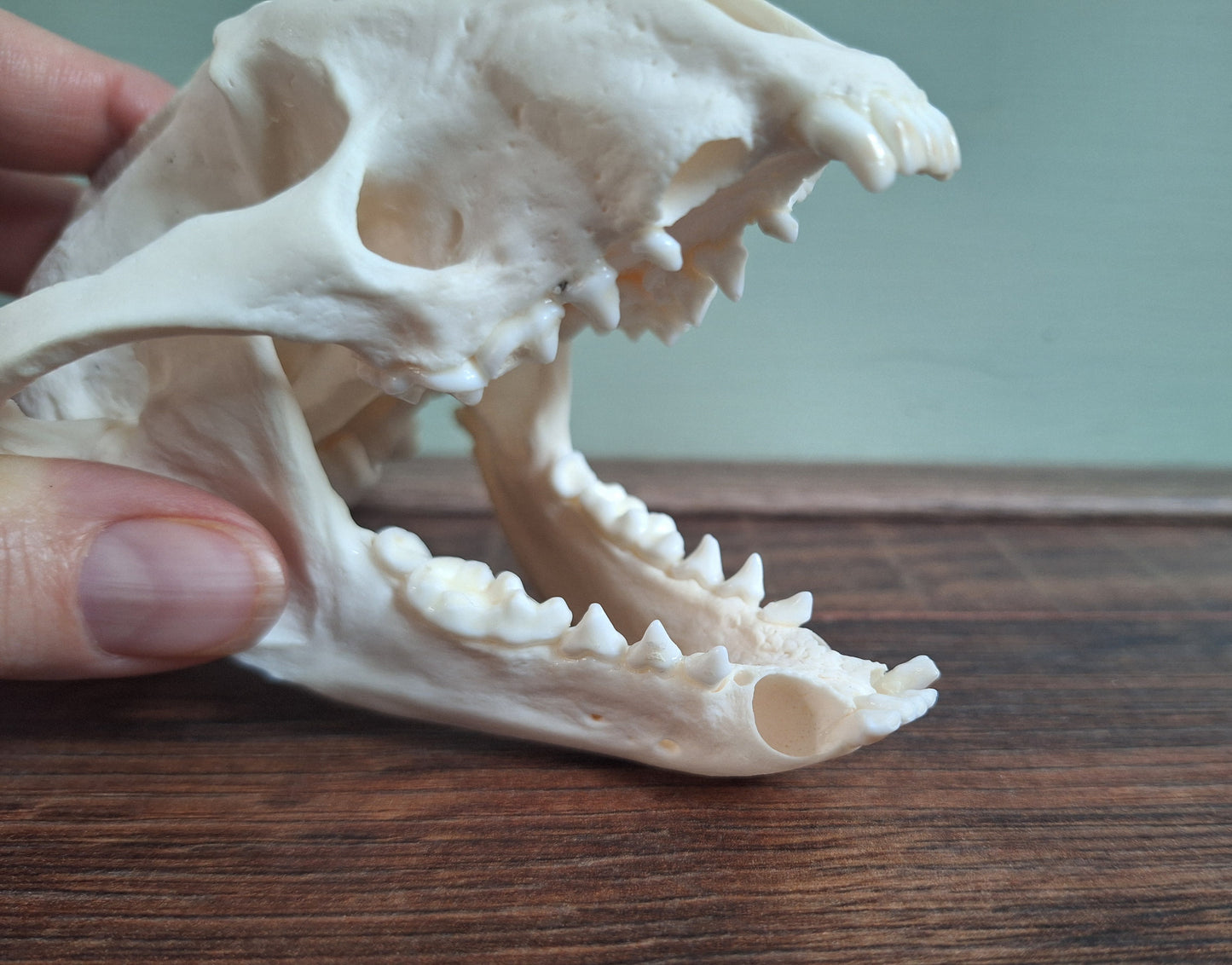 Badger skull #4, B-quality