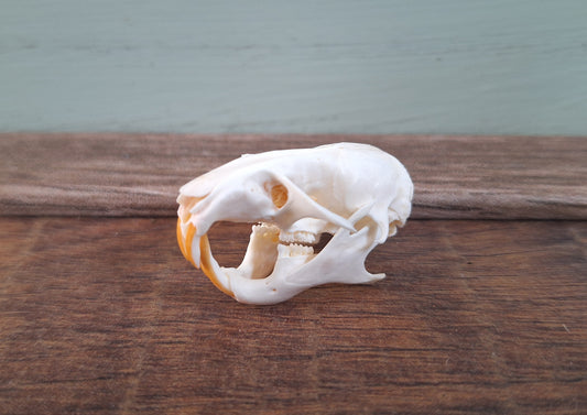 Gold hamster skull