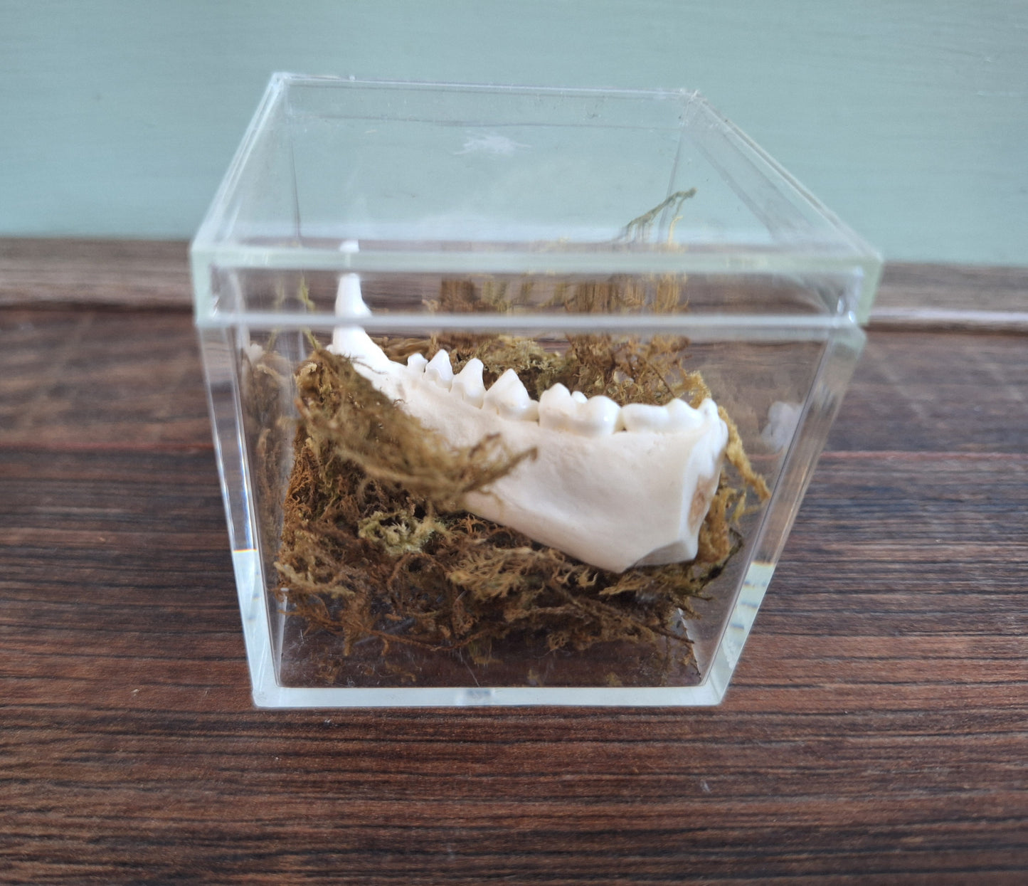 Fox lower jaw piece in display cube