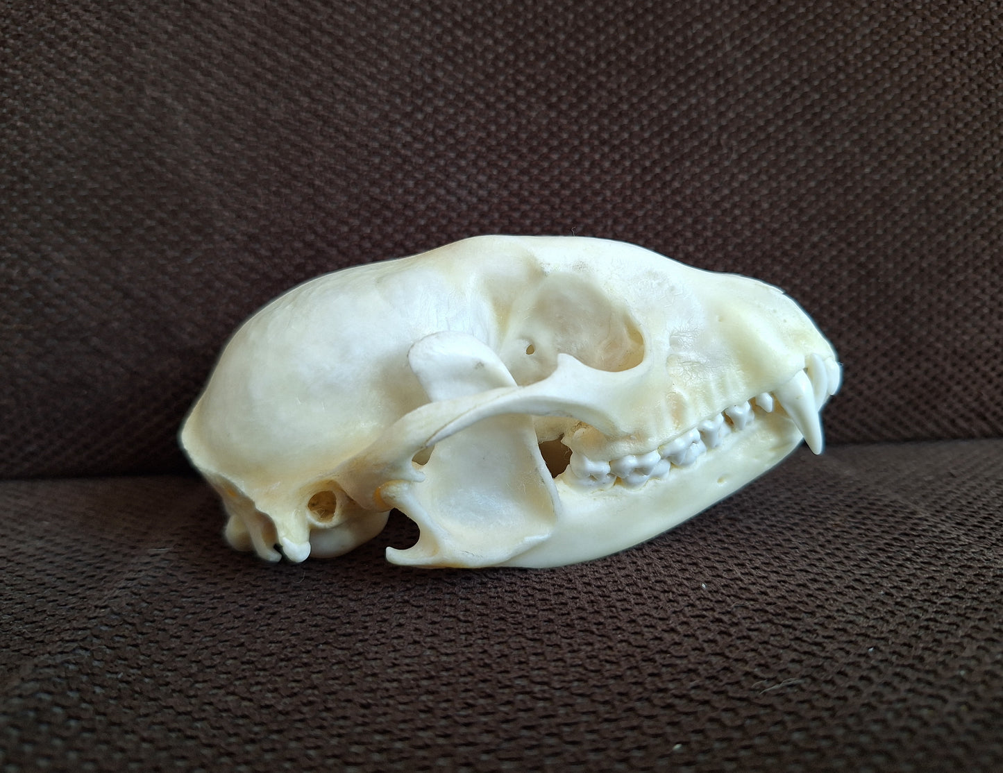 Raccoon skull #2