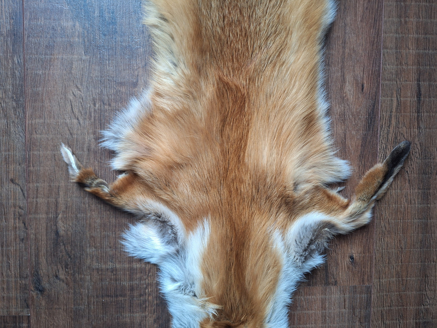 Red fox hide #31