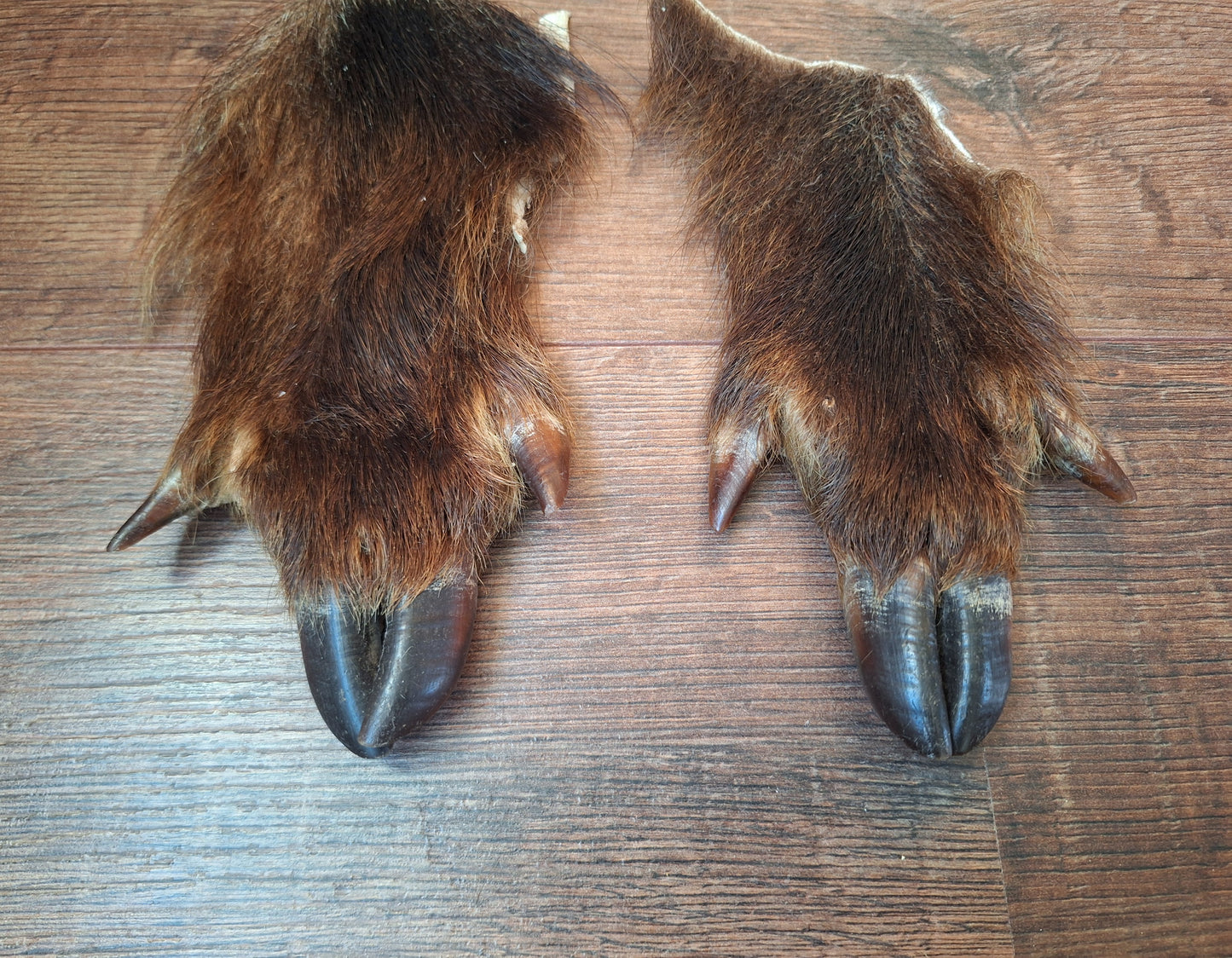 Wild boar lower leg hides