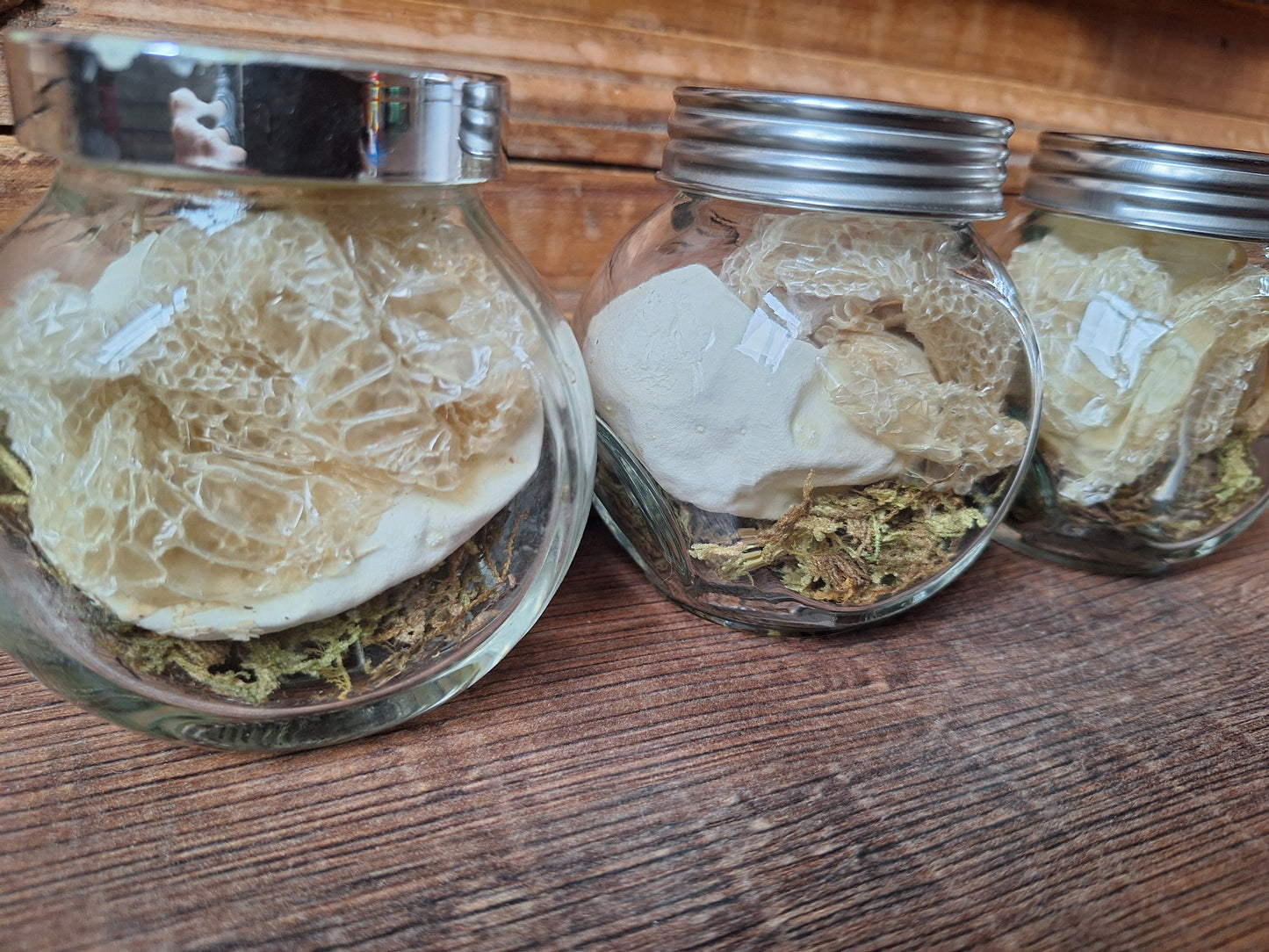 Snake set in glass jar