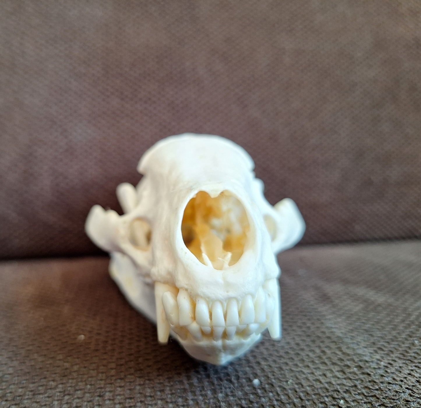 Badger skull #9