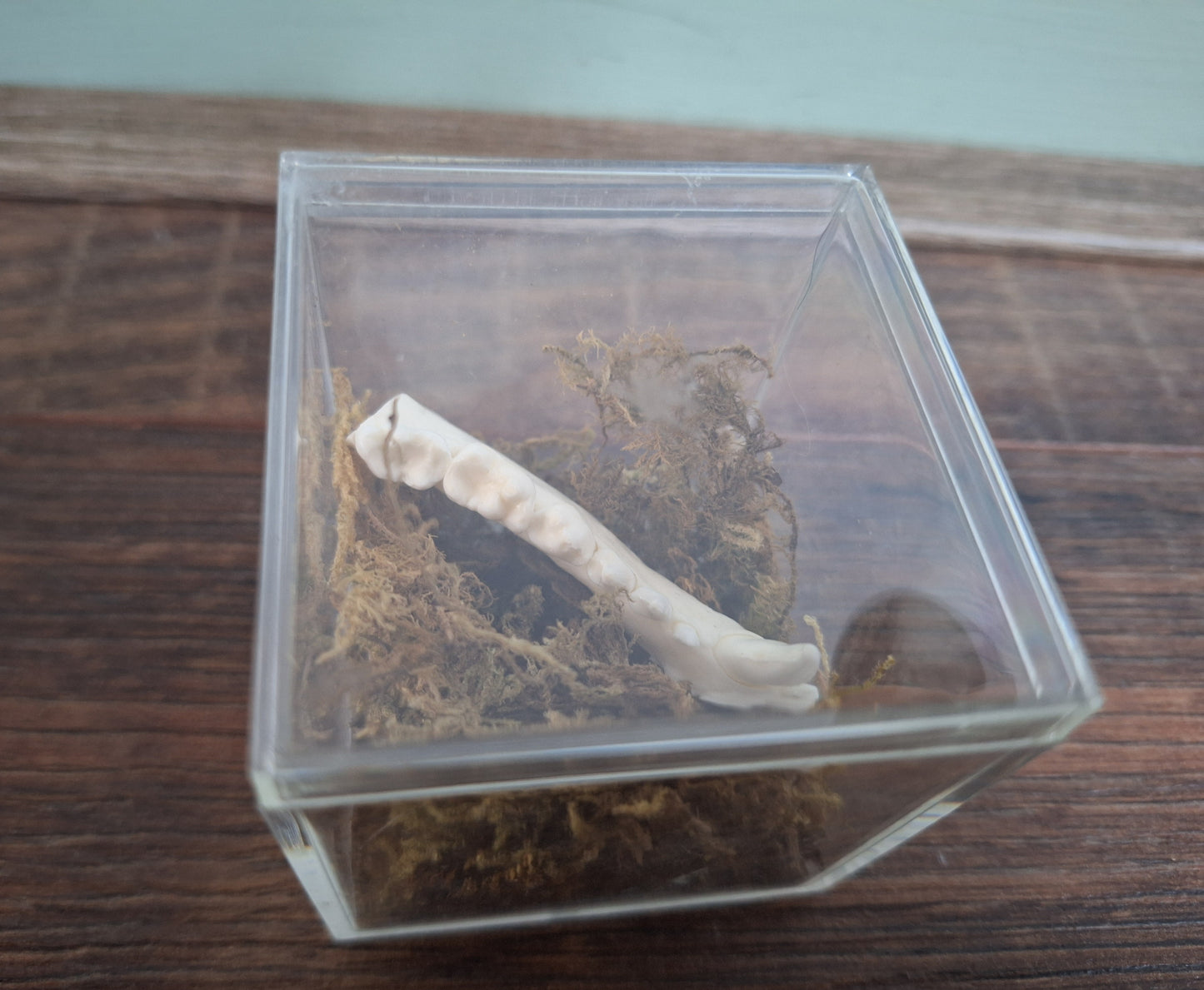 Fox lower jaw piece in display cube