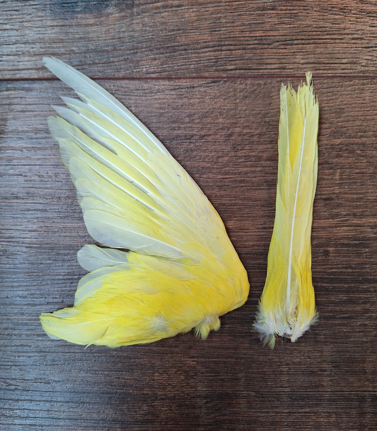 Red-rumped parrot single wing and tail, B-quality