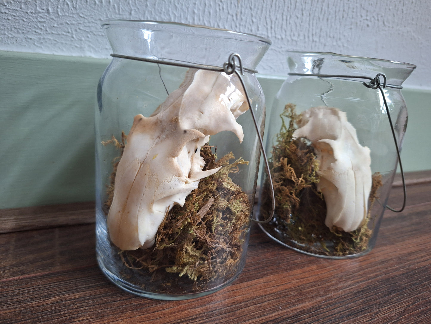 Alpine marmot upper skull, B-quality, in glass jar