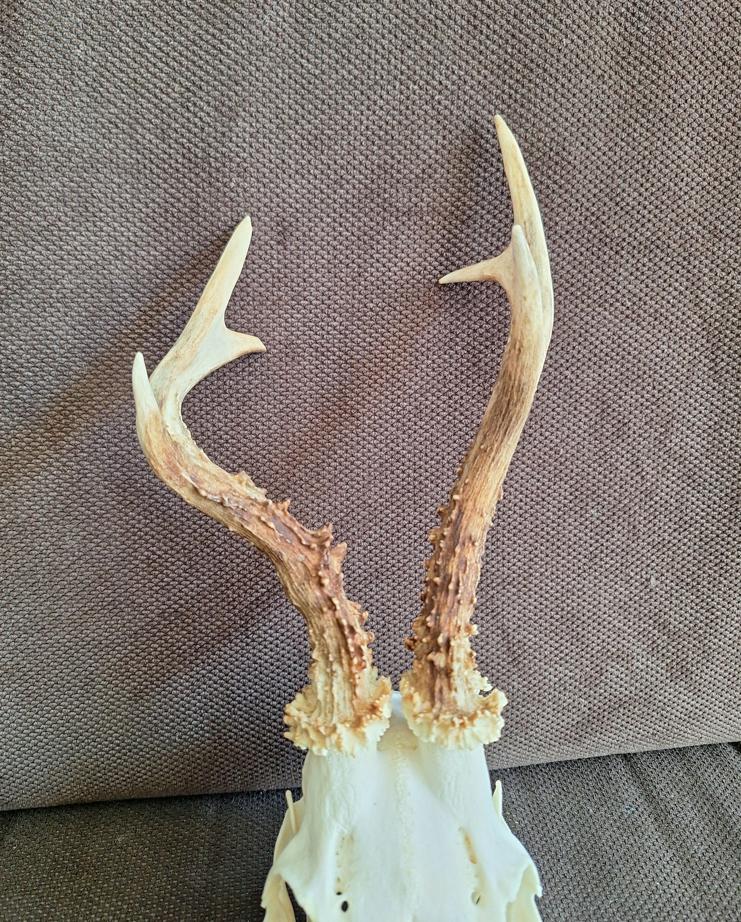 Roe buck skull #3