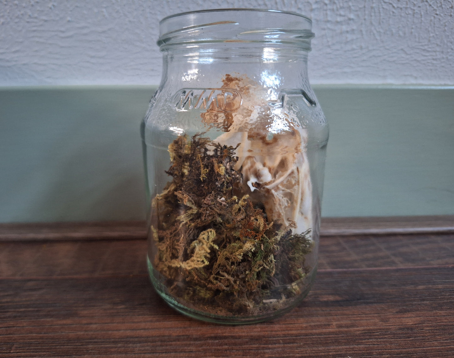 Rabbit skull, B-quality, in glass jar