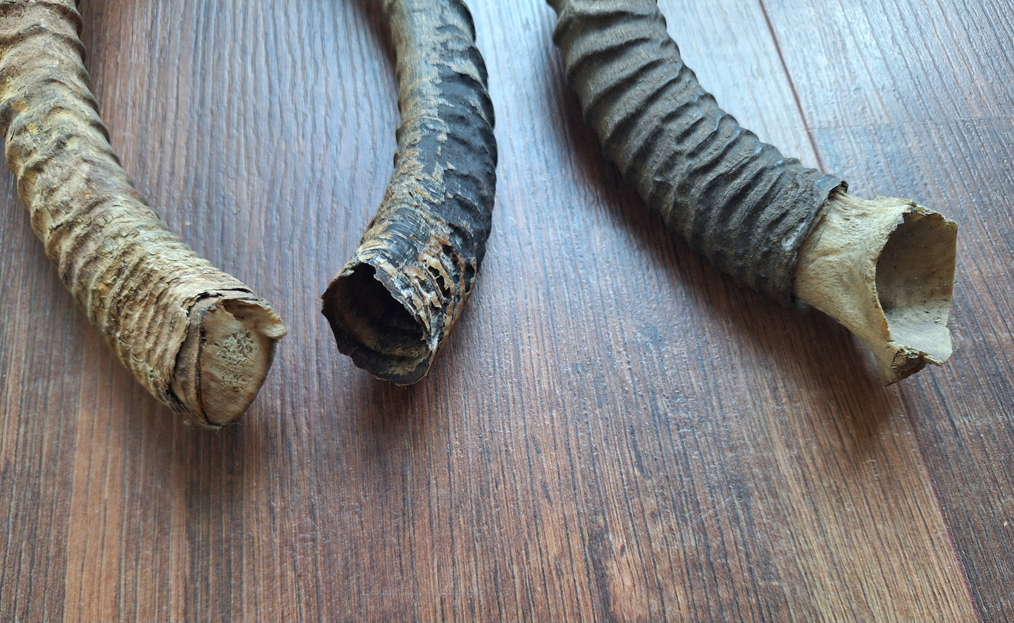 Dorcas gazelle horns, single